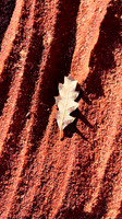 IMG_4550-Golden Leaf, Coyote Buttes North, Arizona