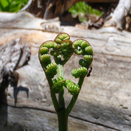 20090627-Ant-254