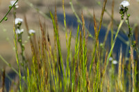 20140323-Grass_SEKI-298