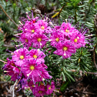 20110814-Red_Heather_Mattie_Lake-073