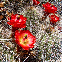 20100417-Hedgehog_Cactus_Joshua_Tree_NP-001
