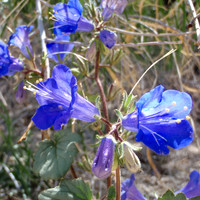 20100515-Desert_Blue_Bells_Joshua_Tree_NP-001