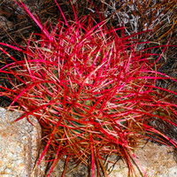 20091129-Barrel_Cactus_Joshua_Tree_NP-001