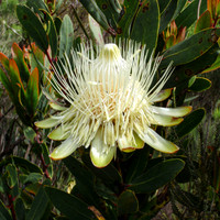 20130121-Protea_Kilimandscharica_Mt_Kilimanjaro-083