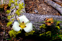 20110813-Mariposa_Lily-048