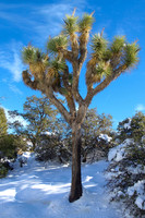 20081221-JTNP_Black_Rock_Snow_Joshua-_Tree-076
