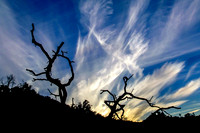 20110217-JTNP_Black_Rock_Sunrise_Dancing_Trees-011