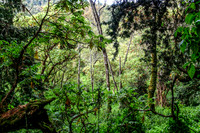 20130121-Kilimanjaro_Rain_Forest-3334