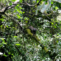 20130121-Kilimanjaro-3293