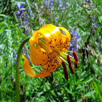 20090725-Leopard_Lily-092