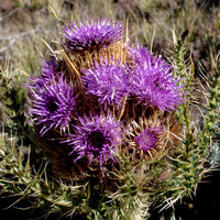 20130122-Thistle_Mt_Kilimanjaro-108