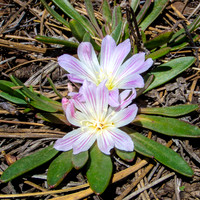 20100418-Hope_Sedona-146