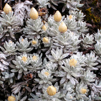 20130124-Succulent_Mt_Kilimanjaro-3535-Edit