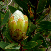 20130121-Protea_Kilimandscharica_Bud_Mt_Kilimanjaro-084