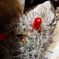 20120415-Fishhook_Cactus_Joshua_Tree_NP-115