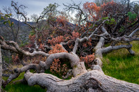 20150104-Fallen_Tree_Salt_creek-001