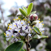 20100417-Wildflower_Sedona-095