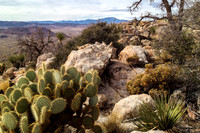 20111120-JTNP_Queen_Mtn_Garden-001