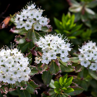 20150704-Bitter_Cherry_Twin_Lakes_Tr_SEKI-001