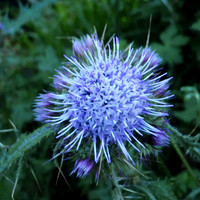 20130121-Thistle_Mt_Kilimanjaro_Rain_Forest-049
