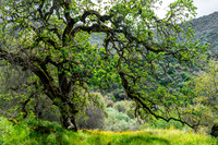 20150301-Tree_Salt_Creek-060-Edit