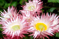 20130121-Flowers_Mt_Kilimanjaro-069