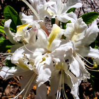20100710-Desert_Flower-001