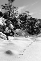 20081221-JTNP_Black_Rock_Snow_Tracks-048