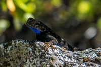 20141005-Lizard_Mist_Falls_Tr_SEKI-181