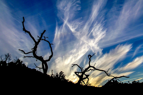 20110217-JTNP_Black_Rock_Sunrise_Dancing_Trees-011