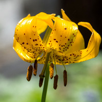 20150704-Leopard_Lily-055