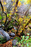 20121201-Fall_Color_Salt_Creek-3215
