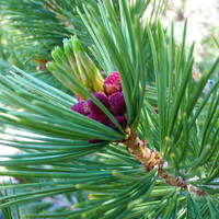 20110716-Cone_Buds_Big_Pine_Lakes_Basin-115