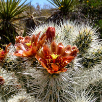 20100515-Cactus_Flower_Joshua_Tree_NP-017