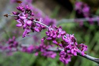 Wildflowers