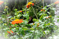Himalayan Butterfly