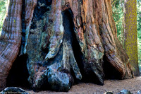 20140323-Sequoia Bigfoot SEKI -030-2