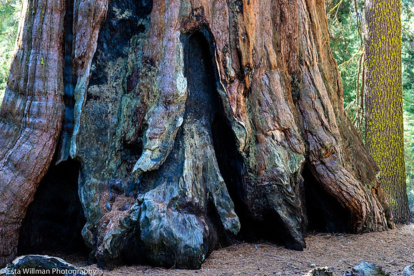 20140323-Sequoia Bigfoot SEKI -030-2