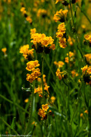 Lady Bug on Fiddleneck