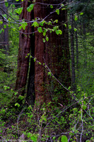 Sequoia in Spring