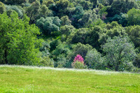 20130330-Redbud_in_Bloom-4253