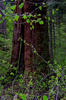 20190601-Sequoia in Spring-301