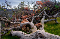 20150104-Fallen Tree Salt Creek-001