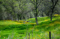 20180331-Spring, Sequoia Foothills-044