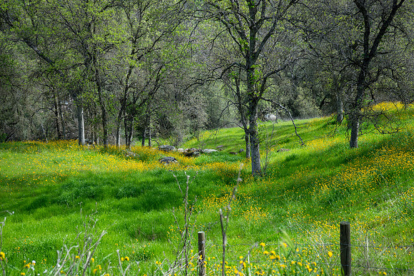 20180331-Spring, Sequoia Foothills-044