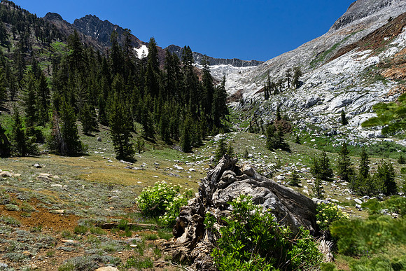 20180623-White Chief, Mineral King, Sequoia NP-206