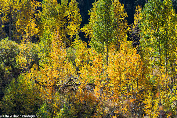 20161001-Fall Colors in Mineral King-071