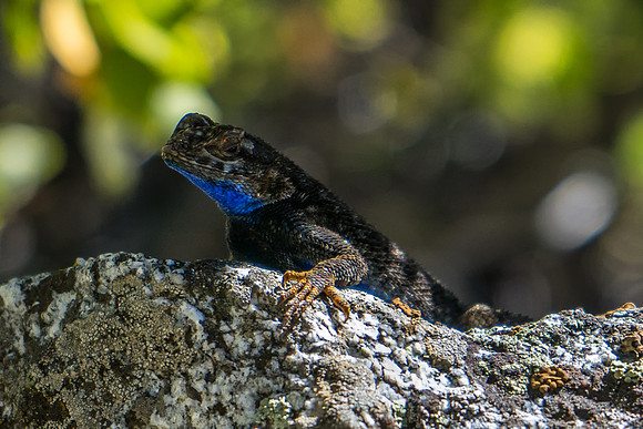 20141005-Lizard_Mist_Falls_Tr_SEKI-181