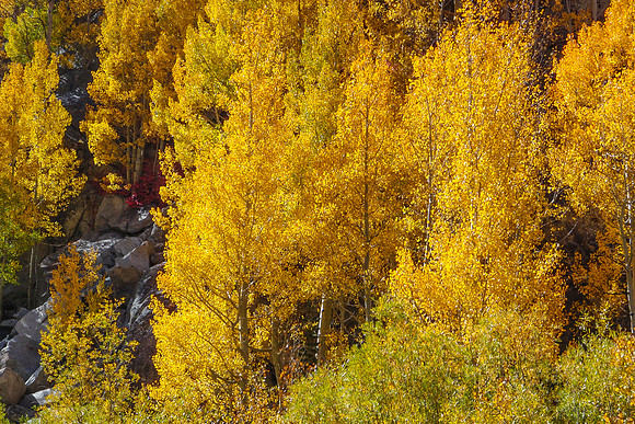 20081005-South_Lake_Fall_Colors-032