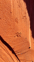 IMG_4539-Evidence, Coyote Buttes North, Arizona